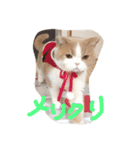 猫 モチ（個別スタンプ：9）