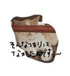 猫 モチ（個別スタンプ：10）