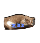 猫 モチ（個別スタンプ：11）