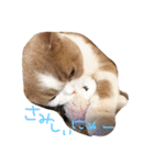 猫 モチ（個別スタンプ：12）