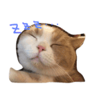 猫 モチ（個別スタンプ：13）