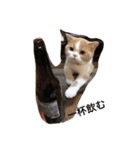 猫 モチ（個別スタンプ：15）