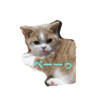 猫 モチ（個別スタンプ：16）
