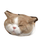 猫 モチ（個別スタンプ：17）