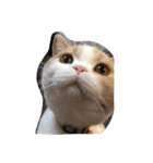 猫 モチ（個別スタンプ：18）