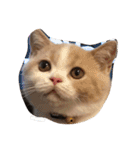 猫 モチ（個別スタンプ：19）
