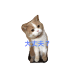 猫 モチ（個別スタンプ：20）