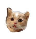猫 モチ（個別スタンプ：22）