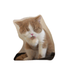 猫 モチ（個別スタンプ：23）