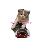 猫 モチ（個別スタンプ：24）