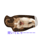 猫 モチ（個別スタンプ：25）