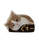 猫 モチ（個別スタンプ：26）