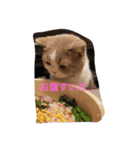 猫 モチ（個別スタンプ：28）