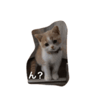 猫 モチ（個別スタンプ：29）