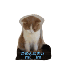 猫 モチ（個別スタンプ：30）