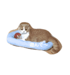 猫 モチ（個別スタンプ：32）