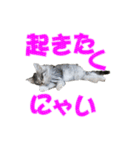 ゴージャスな猫のつぶやき5（個別スタンプ：2）