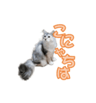 ゴージャスな猫のつぶやき5（個別スタンプ：3）