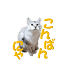 ゴージャスな猫のつぶやき5（個別スタンプ：4）