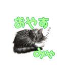 ゴージャスな猫のつぶやき5（個別スタンプ：5）