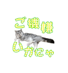 ゴージャスな猫のつぶやき5（個別スタンプ：6）