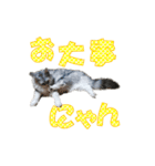ゴージャスな猫のつぶやき5（個別スタンプ：8）