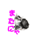 ゴージャスな猫のつぶやき5（個別スタンプ：9）