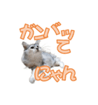 ゴージャスな猫のつぶやき5（個別スタンプ：10）