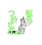 ゴージャスな猫のつぶやき5（個別スタンプ：11）