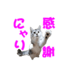 ゴージャスな猫のつぶやき5（個別スタンプ：12）