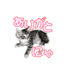 ゴージャスな猫のつぶやき5（個別スタンプ：13）