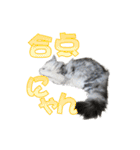 ゴージャスな猫のつぶやき5（個別スタンプ：14）