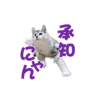 ゴージャスな猫のつぶやき5（個別スタンプ：15）