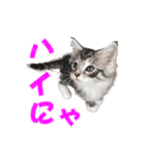 ゴージャスな猫のつぶやき5（個別スタンプ：16）