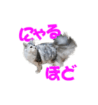 ゴージャスな猫のつぶやき5（個別スタンプ：17）