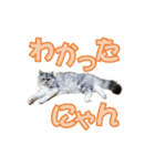 ゴージャスな猫のつぶやき5（個別スタンプ：18）