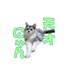 ゴージャスな猫のつぶやき5（個別スタンプ：21）
