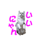 ゴージャスな猫のつぶやき5（個別スタンプ：22）