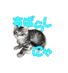 ゴージャスな猫のつぶやき5（個別スタンプ：23）
