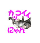 ゴージャスな猫のつぶやき5（個別スタンプ：24）