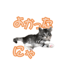 ゴージャスな猫のつぶやき5（個別スタンプ：25）