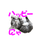 ゴージャスな猫のつぶやき5（個別スタンプ：26）