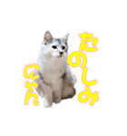 ゴージャスな猫のつぶやき5（個別スタンプ：27）