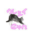 ゴージャスな猫のつぶやき5（個別スタンプ：28）