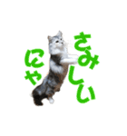 ゴージャスな猫のつぶやき5（個別スタンプ：30）