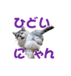 ゴージャスな猫のつぶやき5（個別スタンプ：31）