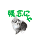 ゴージャスな猫のつぶやき5（個別スタンプ：32）