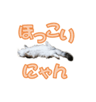 ゴージャスな猫のつぶやき5（個別スタンプ：33）