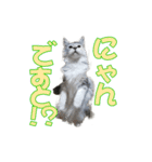 ゴージャスな猫のつぶやき5（個別スタンプ：36）