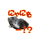 ゴージャスな猫のつぶやき5（個別スタンプ：38）